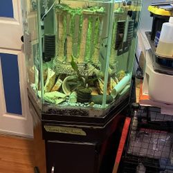 40 Gallon Tank