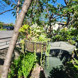 Beautiful Hanging Multiple Rare Succulents Long Pear String Blooming Flowers 💕