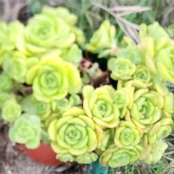 Aeonium XL XL size In 5 Gallon Size Velvety Ballerina  Pick Only Too Big To Ship