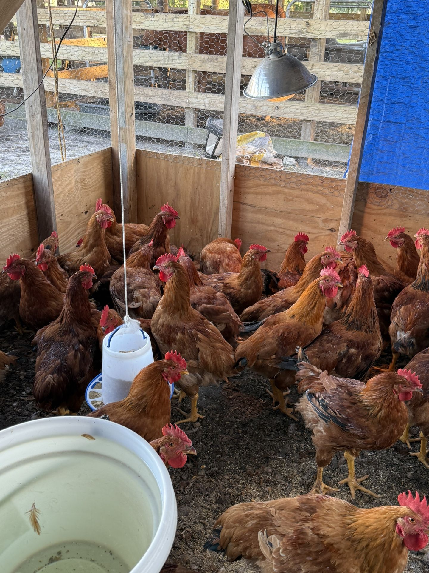 Gallos en ventas