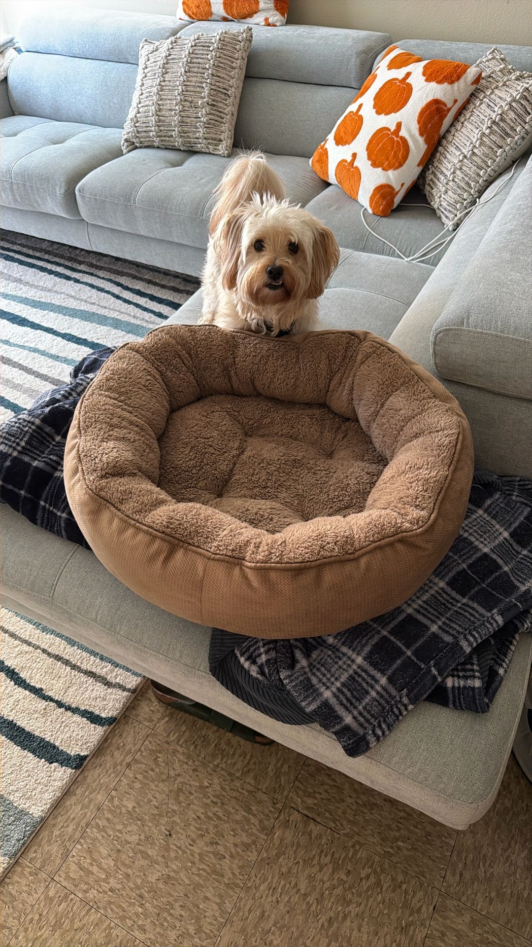 Round Dog Bed 