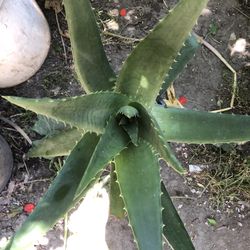 Dávila Penca Gruesa