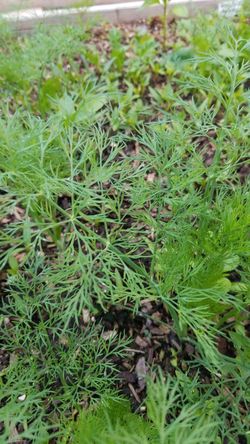 fresh organic dill 2 dollars per bunch