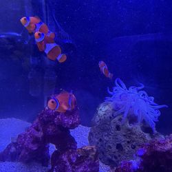 Clown Fish Nemo Decoration Reef