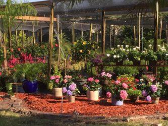 Mother's Day flower sale