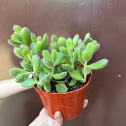 6” Bear Paw Succulent