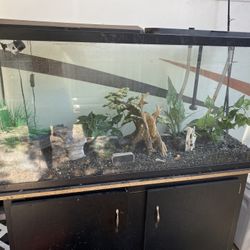 Fish Tank 