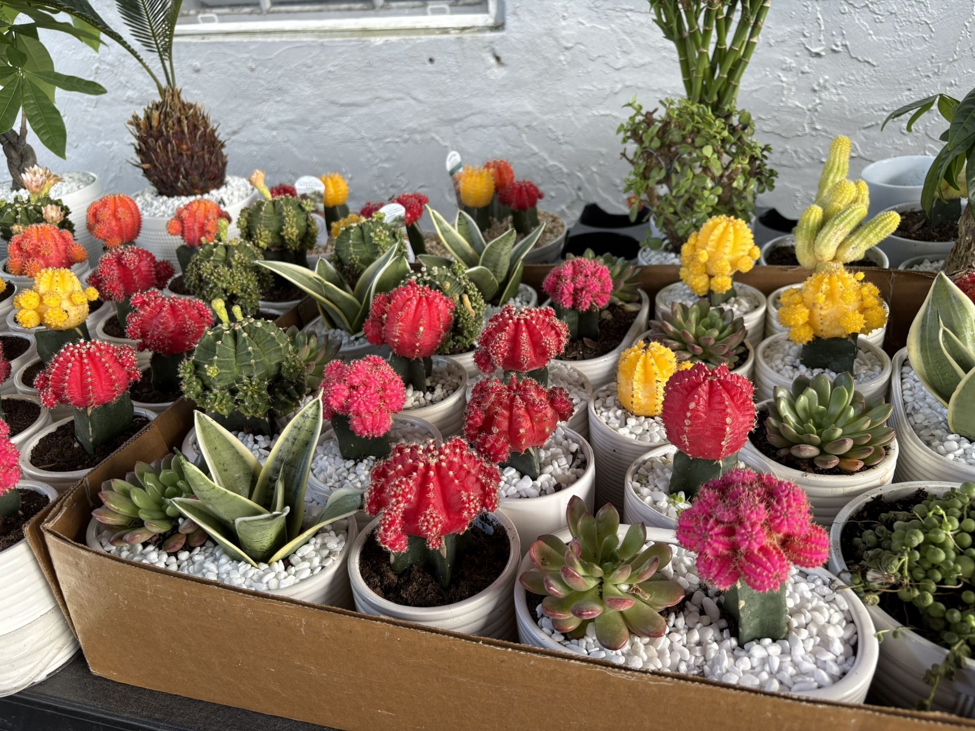 Plant For Sale Bonsai,money Tree,bamboo And More
