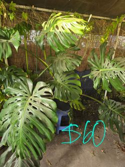 Four Large Monstera Deliciosa Plants