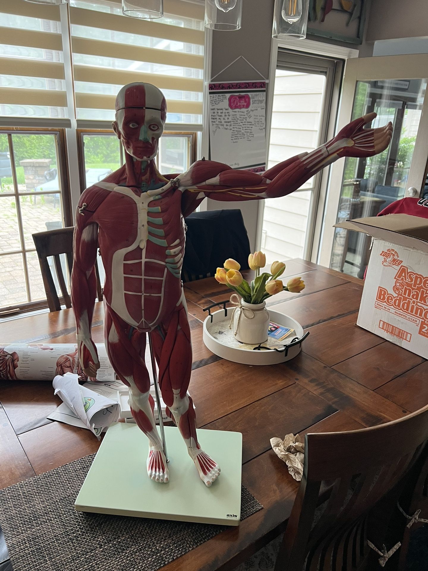 Axis Scientific 27 Part Half Life Size Muscular Figure