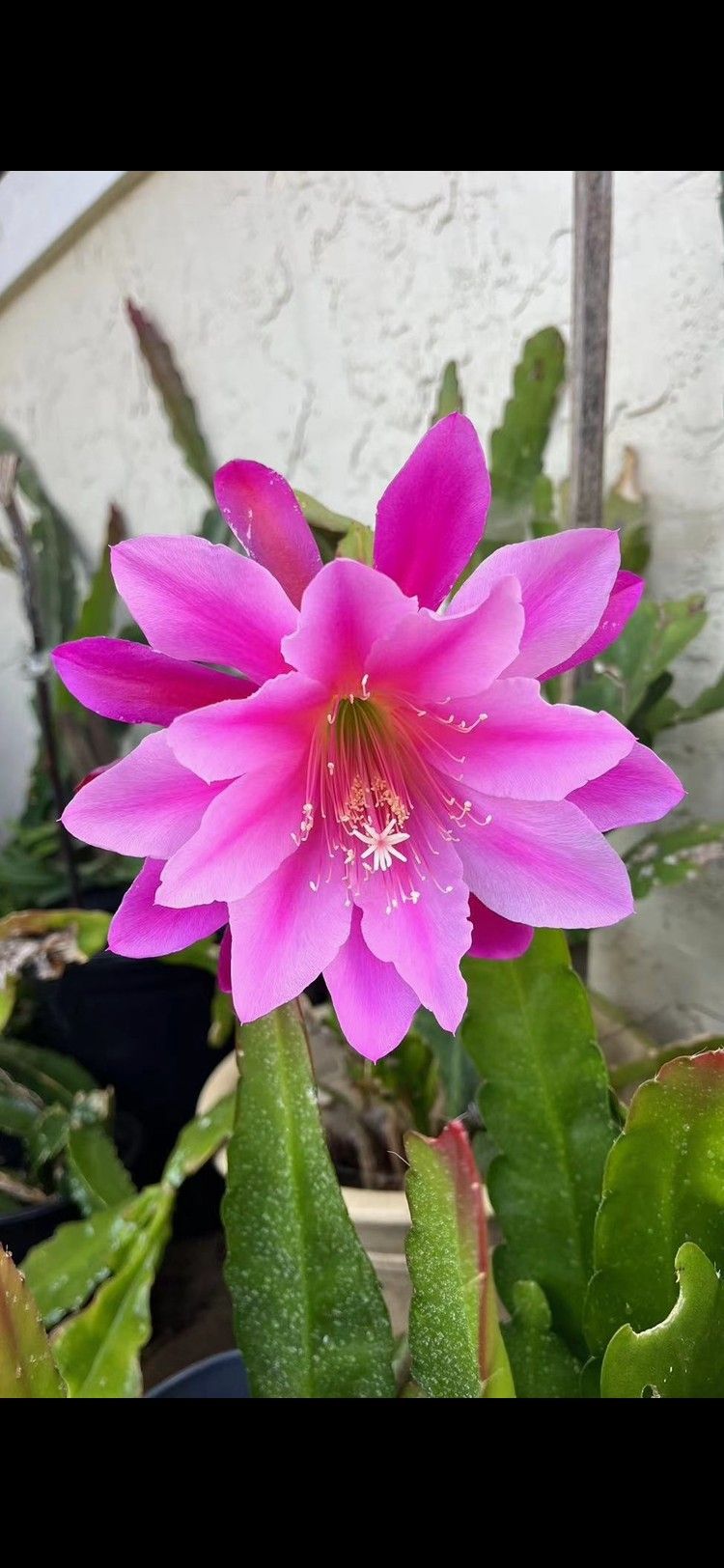 Epiphyllum Orchid Cactus Plants Cuttings