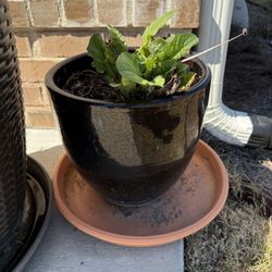 2 Potted Plants.  Nice ceramic pots.  Sold altogether.  No holds.   Cash only. 