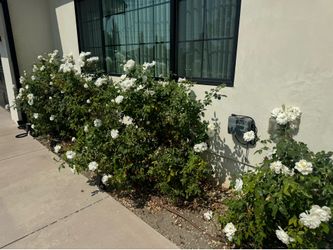 6 Mature iceberg roses