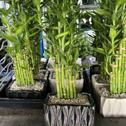 Lucky Bamboo In Ceramic Pot. SPECIAL PRICE 😁
