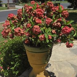 Crown Of Thorns (Euphorbia milii)