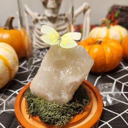 Taxidermy/Entomology Butterfly 