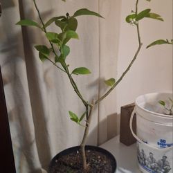 Key Lime Tree