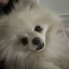 Afina Z