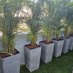 Arecas Balcony Privacy All Sizes Available 