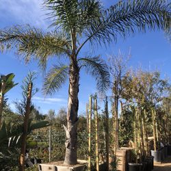 Queen Palm Tree 36” Box