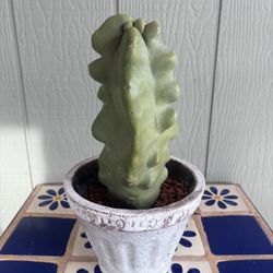 Totem Pole Cactus Live Plant Cutting 13” 