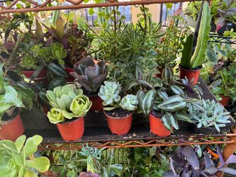 Little succulent