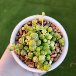 Variegated String Of Pearls
