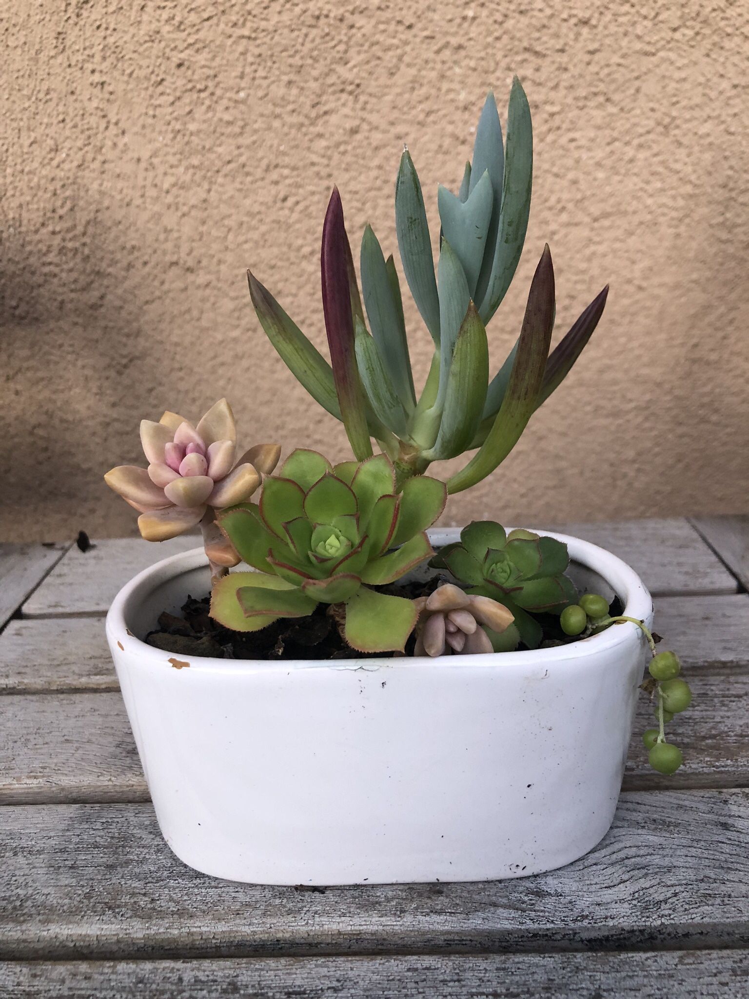Succulent Arrangement In Ceramic Pot