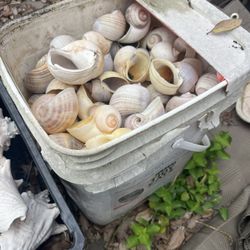 Shells