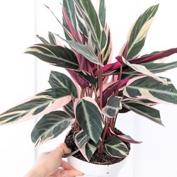 Calathea Stromanthe Triostar Plant 6" Pot - Indoor House Plants