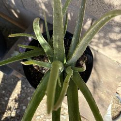 Aloe Vera Plant 