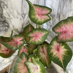 HERMOSAS PLANTAS NATURALES “CALADIUM PLANT 