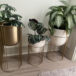 Three Plant Pot 