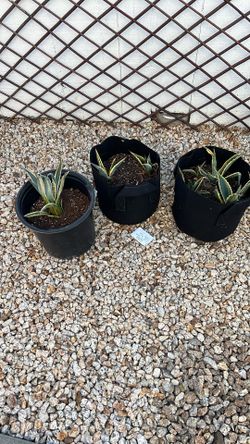 American Agave Succulent