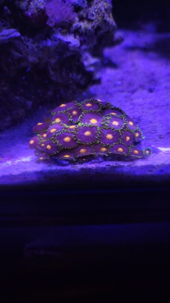 Fake Coral