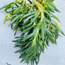 Freshly Cut Succulent ice Plant ground Cover cuttings Pick Up By UCSD 