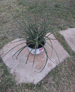 Large Live Red Yucca Outdoor Plant