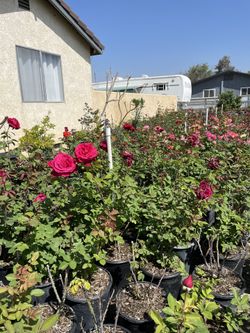 Roses