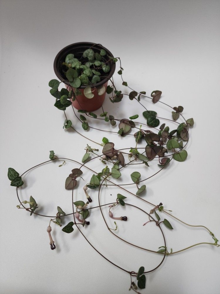 String Of Hearts Plant - Reverted Variegated Silver Glory