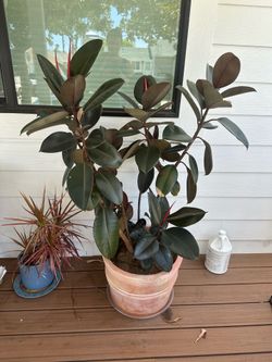 Rubber tree Huge