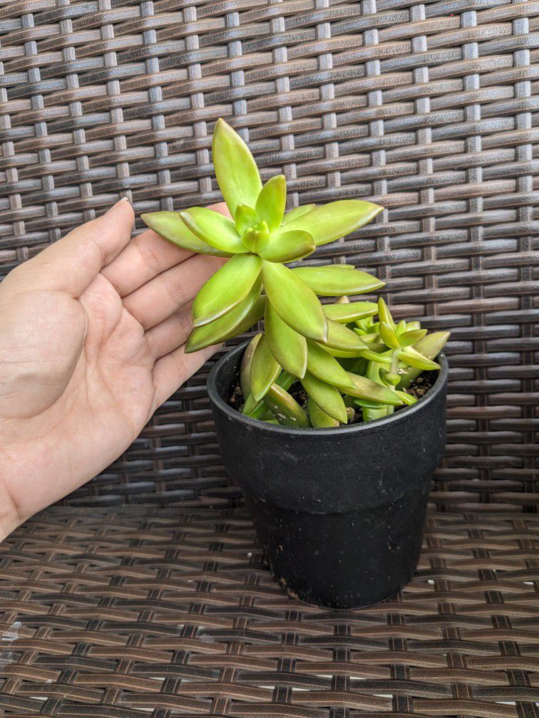Succulent Plant / Planta Suculenta