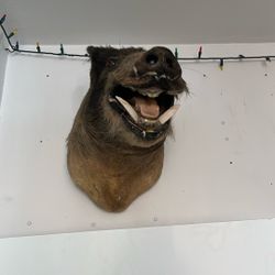 Taxidermy Boar Head