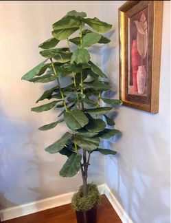 6ft. Artificial  Leaf Fig Tree