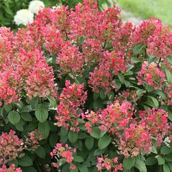 QUICKFIRE HYDRANGEAS!