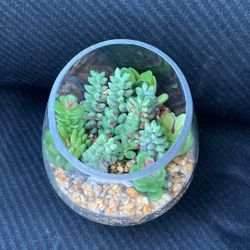 Succulent in Glass