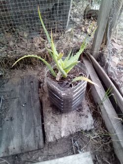 🌿 Explosive Growth Aloe Vera – 🌿  🌿Crecimiento Explosivo del Aloe Vera🌿