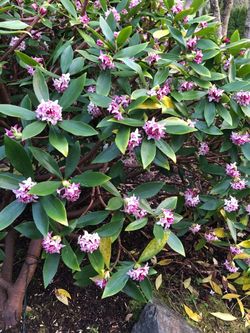 Daphne odora Highly Fragrant (winter daphne) 3 plant in one gallon pot $40