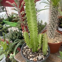 Euphorbia Milk Tree 🌲 Plants 