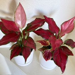 ❤️Are You Done With Fussy Plants? Then TRY ME RED AGLAONEMA❤️Chinese Evergreen❤️