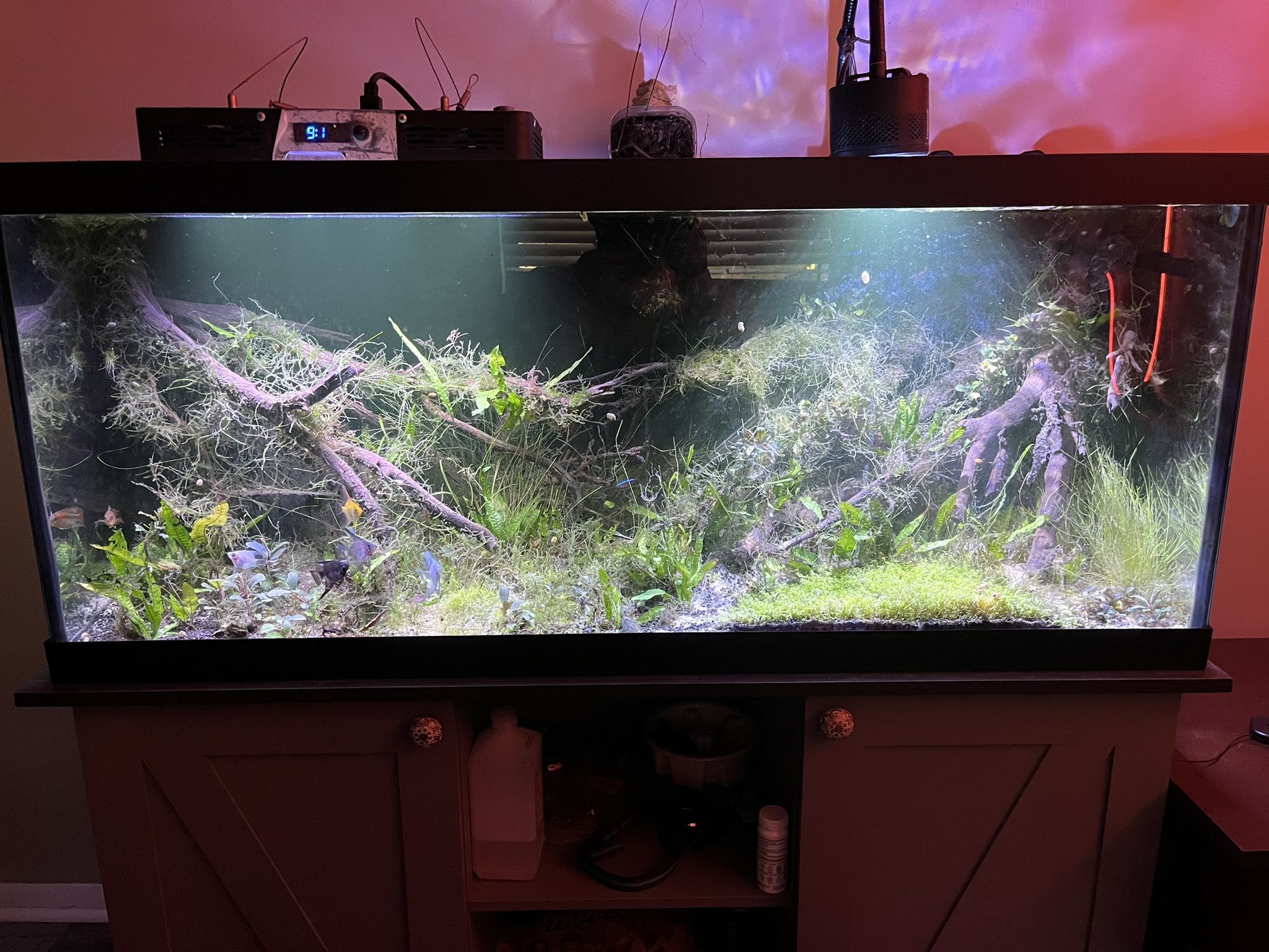 75 Gallon Fish Tank